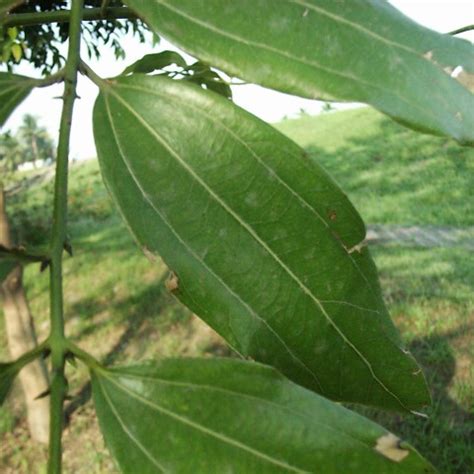 平行脈植物|平行脈:釋義,主要分類,其他,